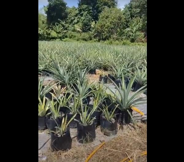 [LIVE] Sembang-Sembang Mengenai Tanah Untuk Bina Rumah